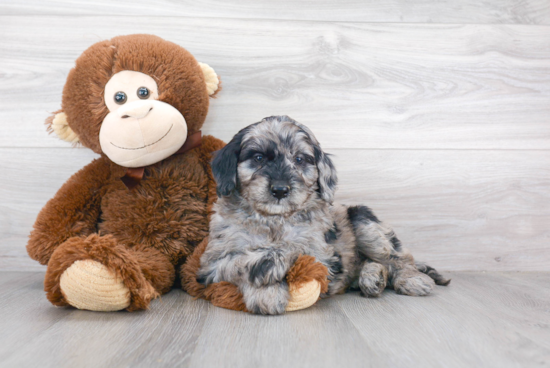 Mini Goldendoodle Puppy for Adoption