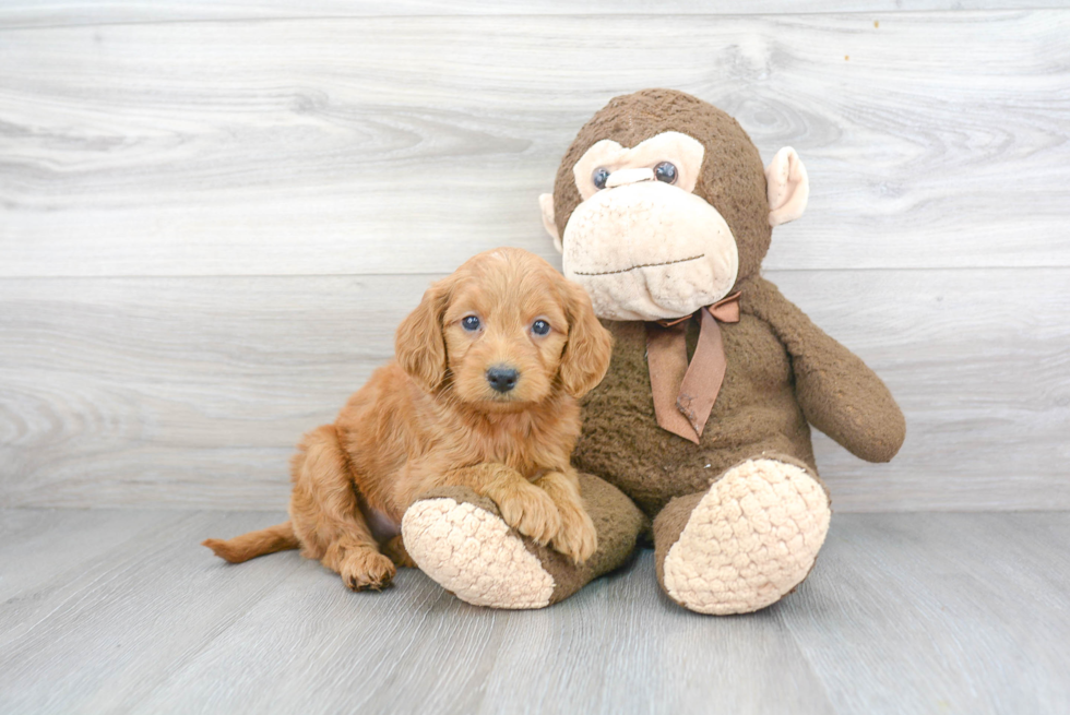 Smart Mini Goldendoodle Poodle Mix Pup