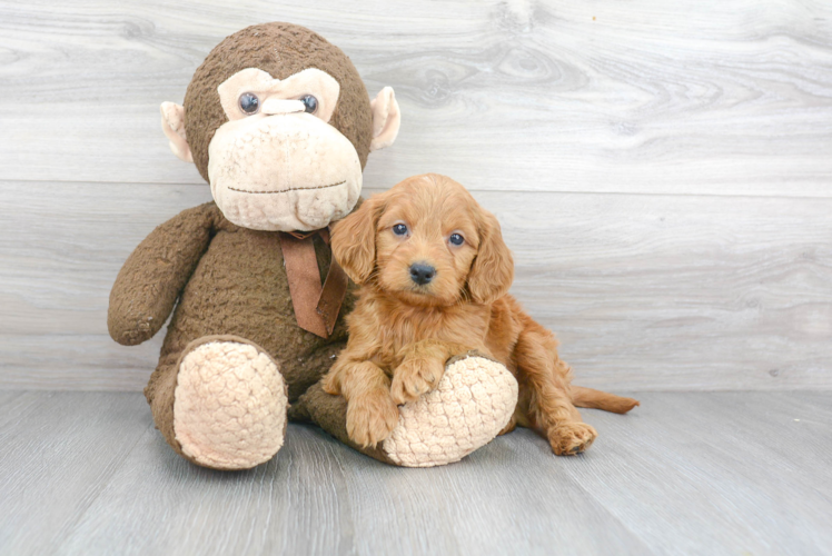 Mini Goldendoodle Puppy for Adoption