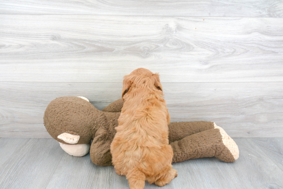 Small Mini Goldendoodle Baby