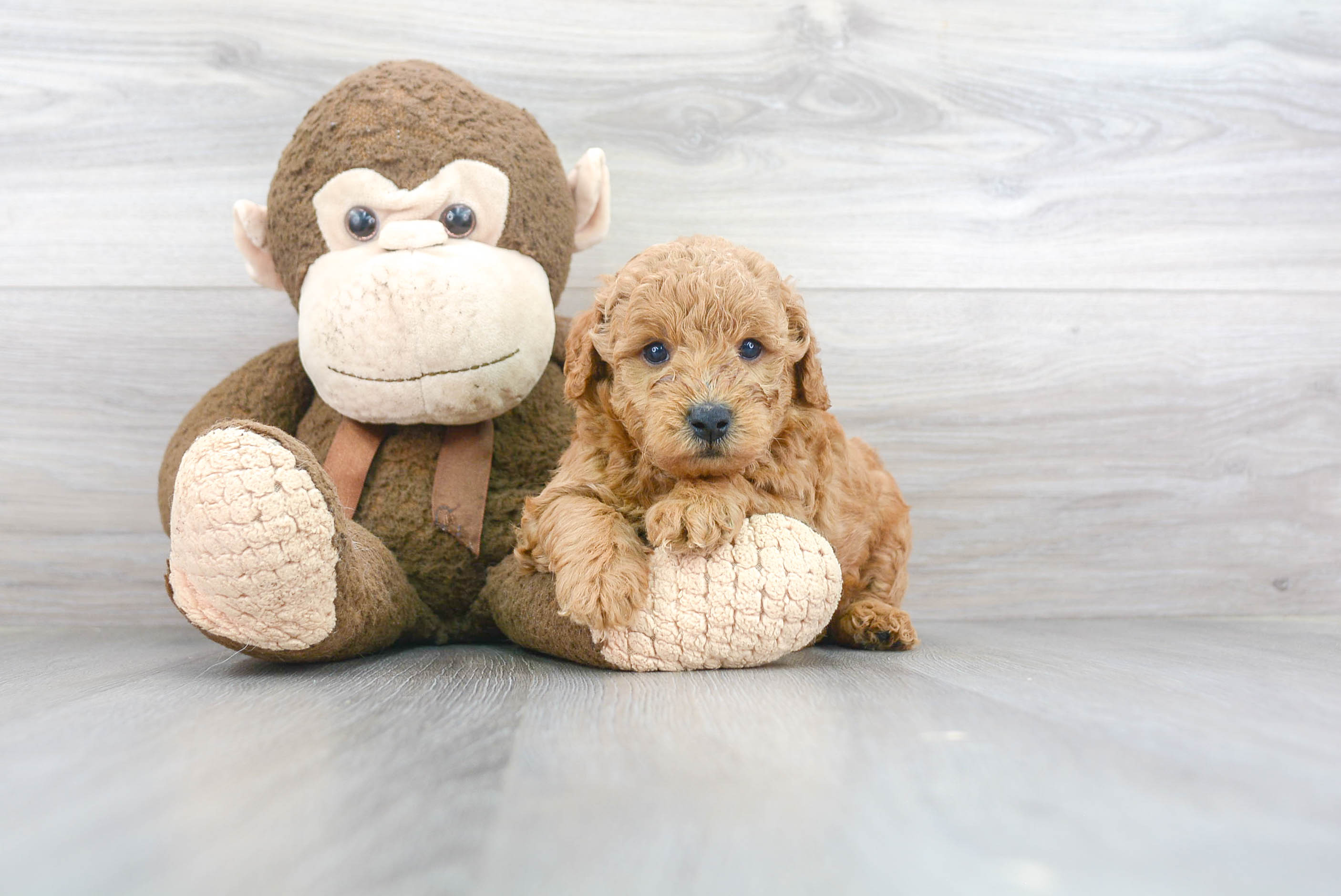 Cute Mini Goldendoodle Baby