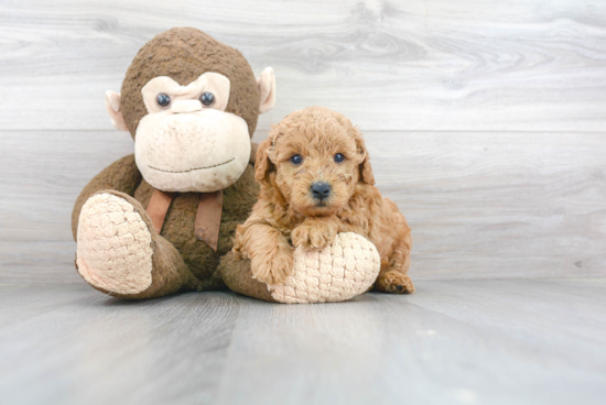 Cute Mini Goldendoodle Baby