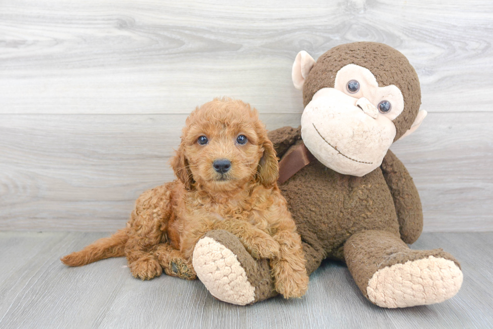 Mini Goldendoodle Pup Being Cute