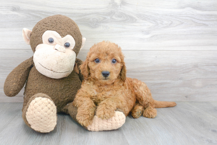 Sweet Mini Goldendoodle Baby