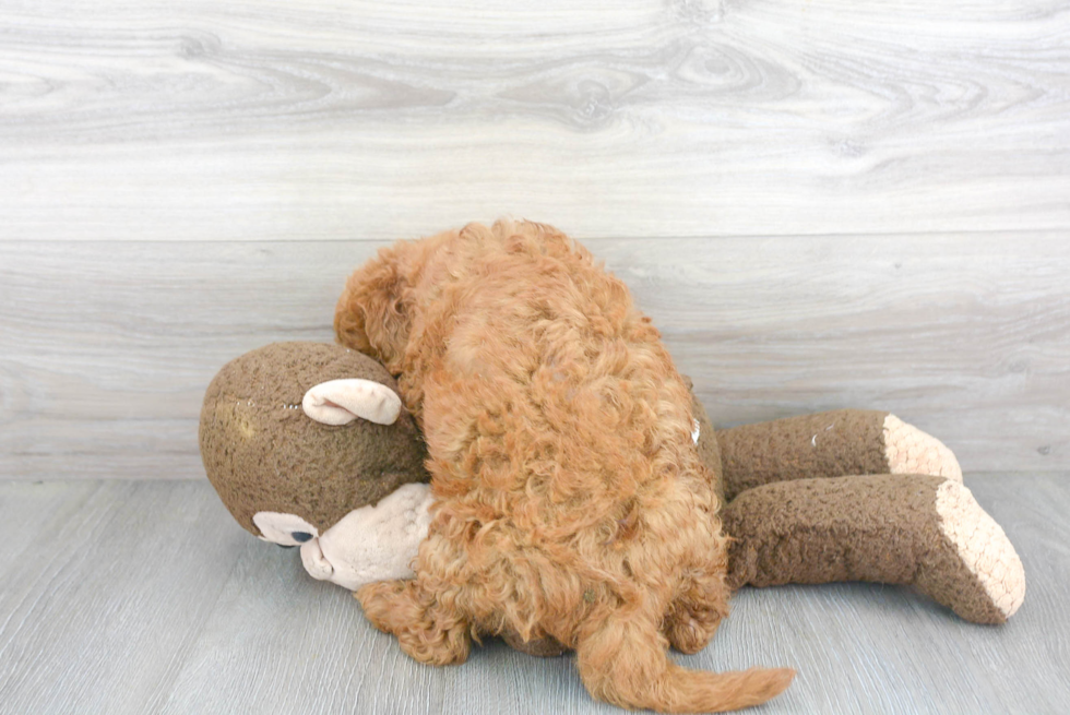 Adorable Golden Retriever Poodle Mix Puppy