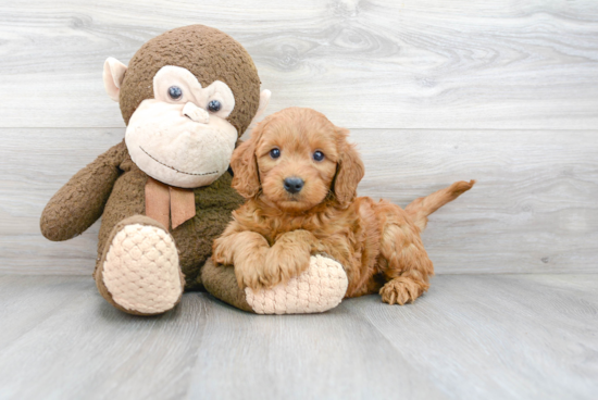 Mini Goldendoodle Puppy for Adoption