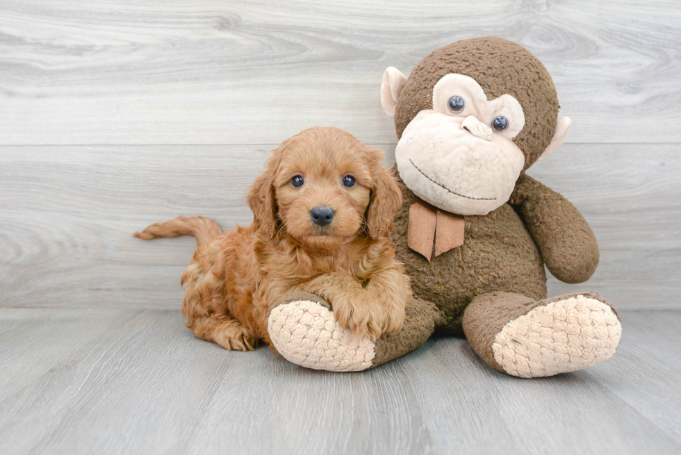 Best Mini Goldendoodle Baby