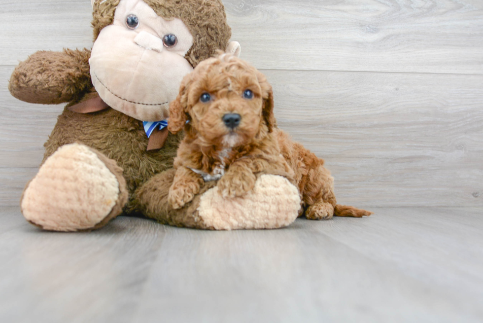 Best Mini Goldendoodle Baby