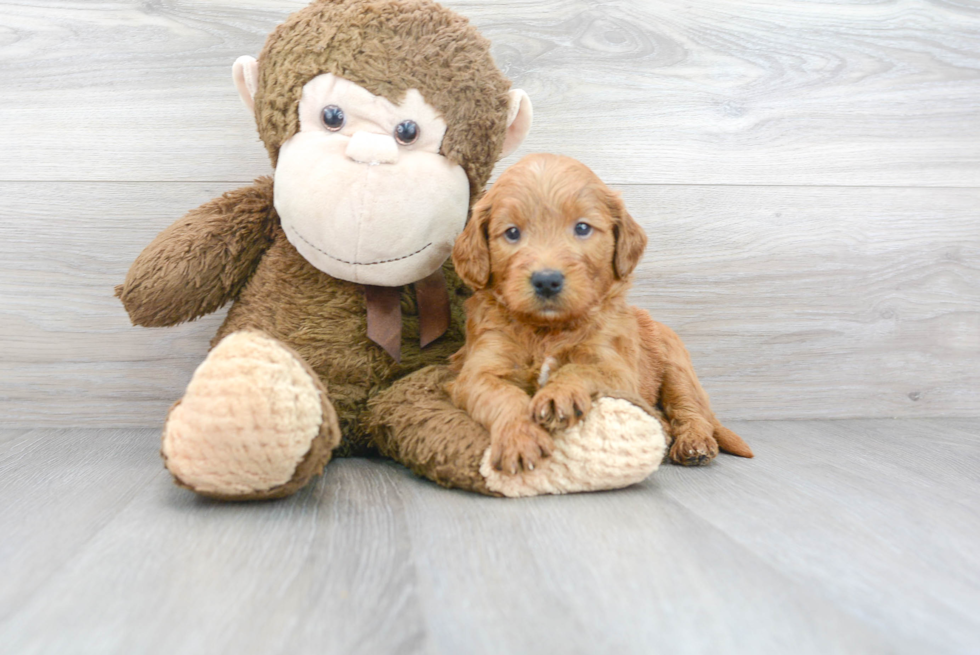 Mini Goldendoodle Puppy for Adoption