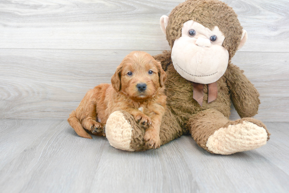 Best Mini Goldendoodle Baby