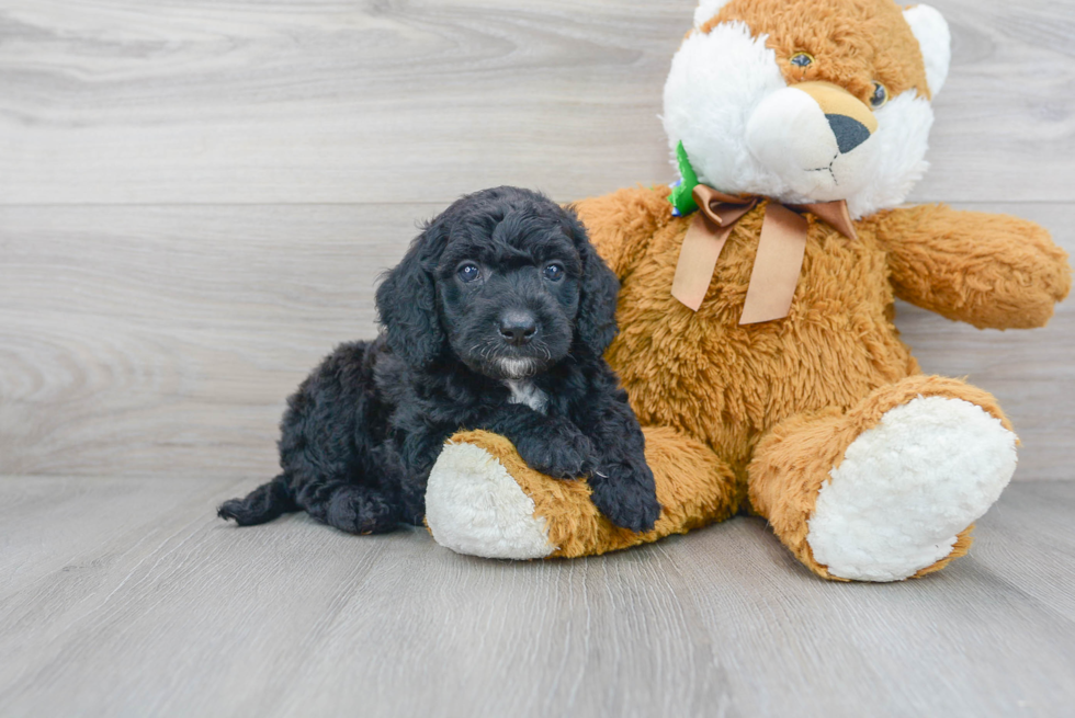 Mini Goldendoodle Pup Being Cute