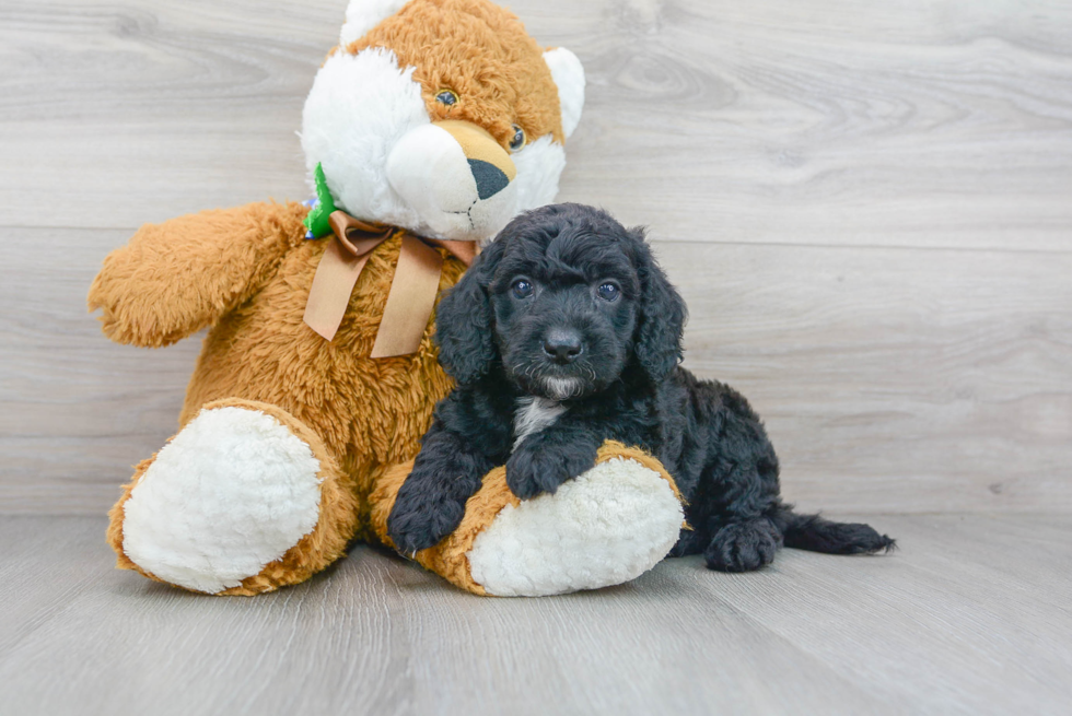 Best Mini Goldendoodle Baby