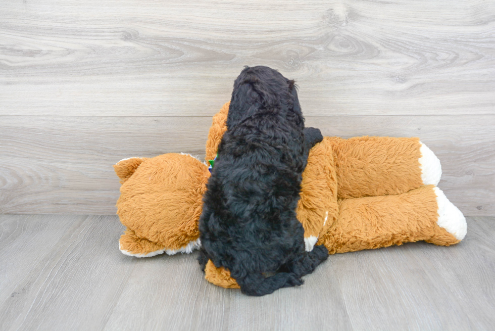 Mini Goldendoodle Pup Being Cute