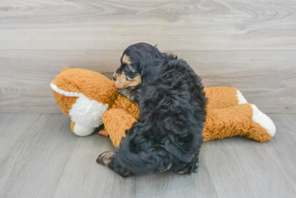 Best Mini Goldendoodle Baby