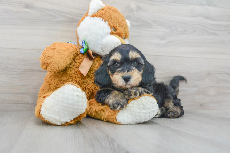 Best Mini Goldendoodle Baby