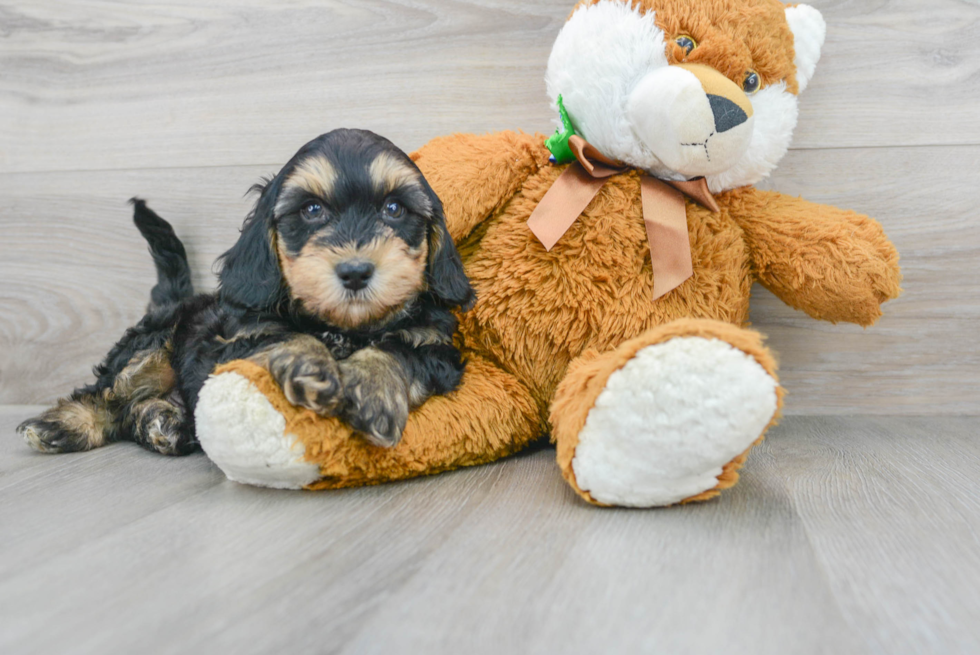 Mini Goldendoodle Pup Being Cute