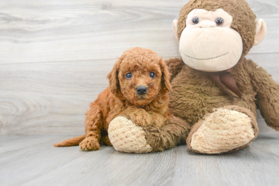 Mini Goldendoodle Pup Being Cute