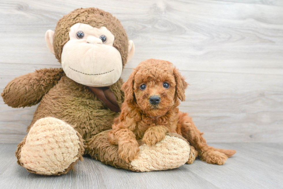 Mini Goldendoodle Pup Being Cute