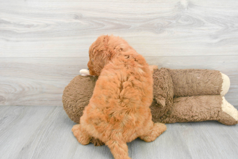 Smart Mini Goldendoodle Poodle Mix Pup