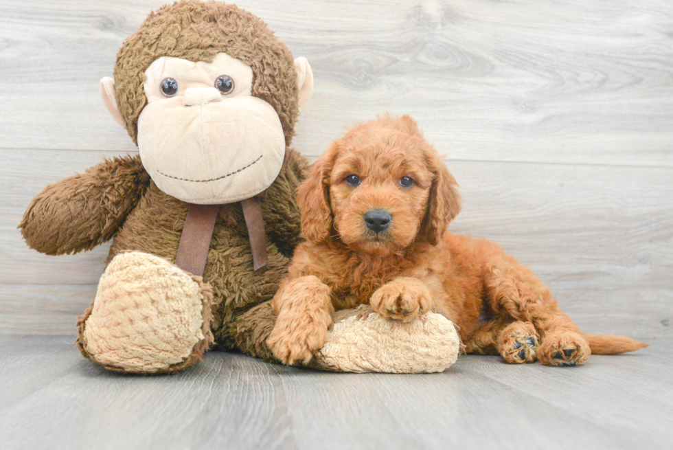 Playful Golden Retriever Poodle Mix Puppy