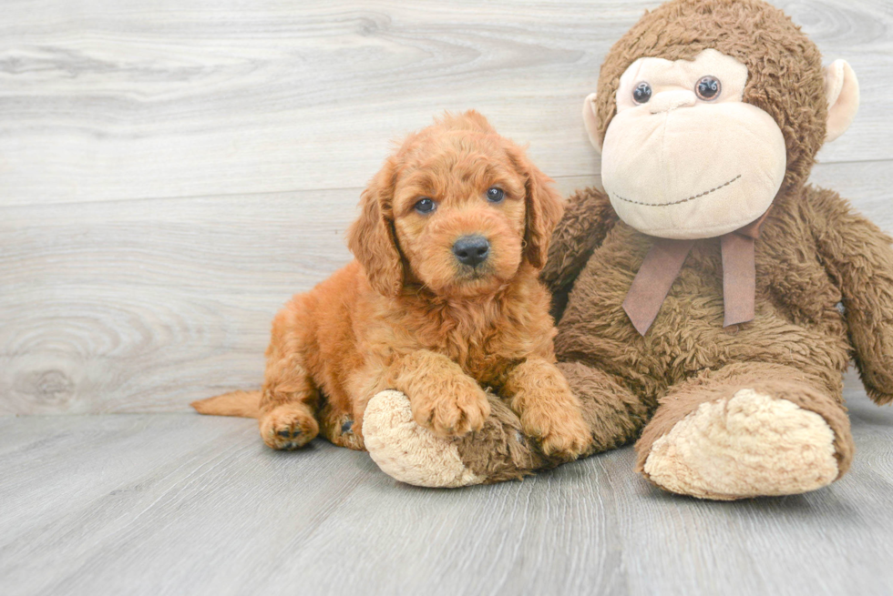 Mini Goldendoodle Pup Being Cute