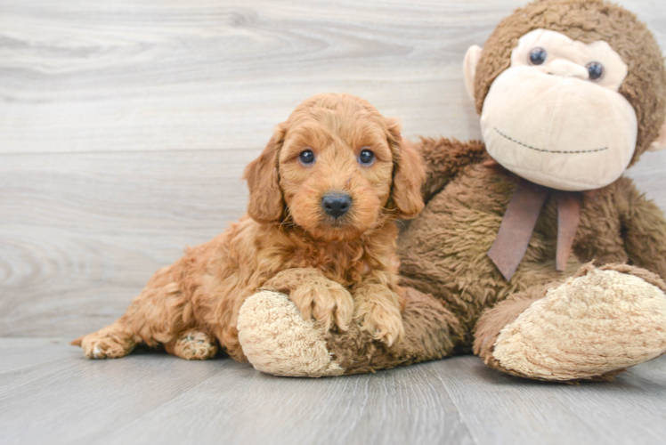 Best Mini Goldendoodle Baby