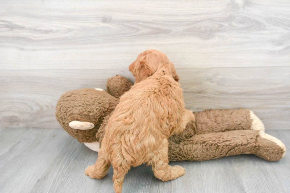 Best Mini Goldendoodle Baby