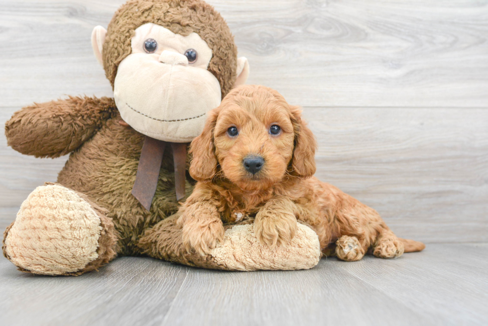 Sweet Mini Goldendoodle Baby