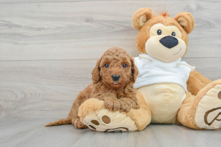 Best Mini Goldendoodle Baby