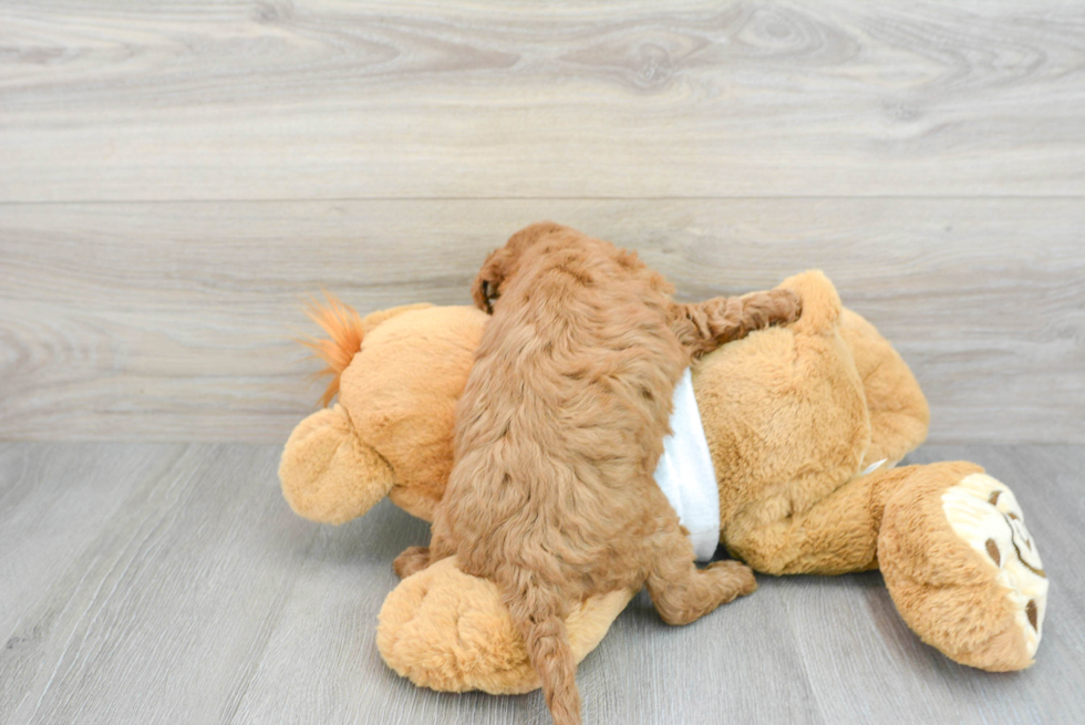 Cute Mini Goldendoodle Baby