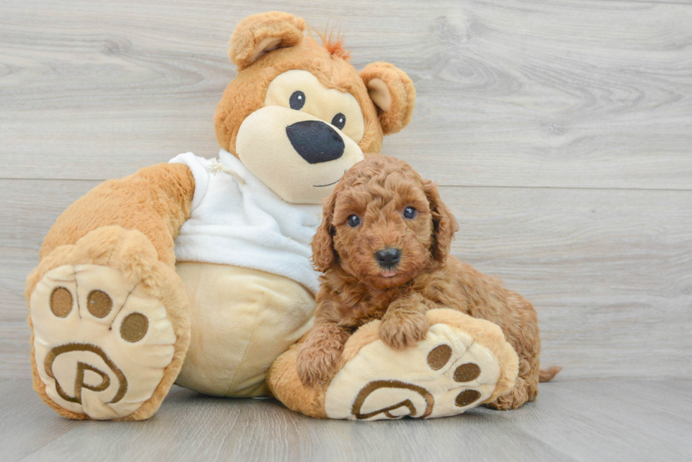 Sweet Mini Goldendoodle Baby