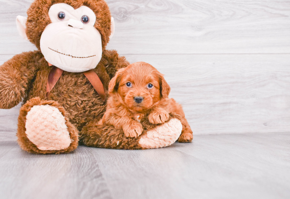 Sweet Mini Goldendoodle Baby