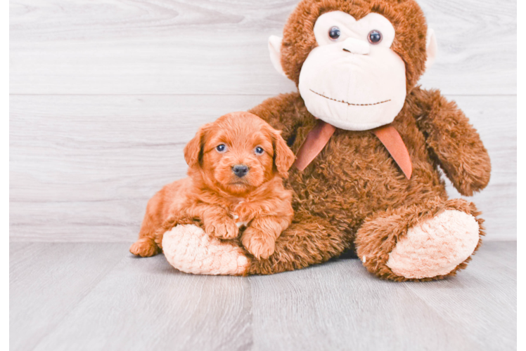 Adorable Golden Retriever Poodle Mix Puppy