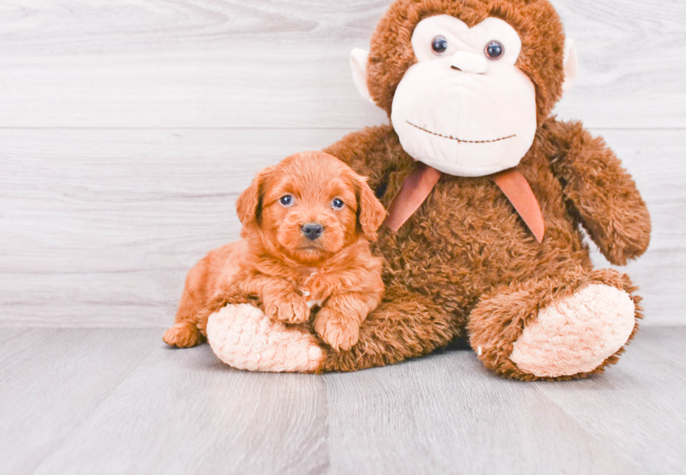 Adorable Golden Retriever Poodle Mix Puppy