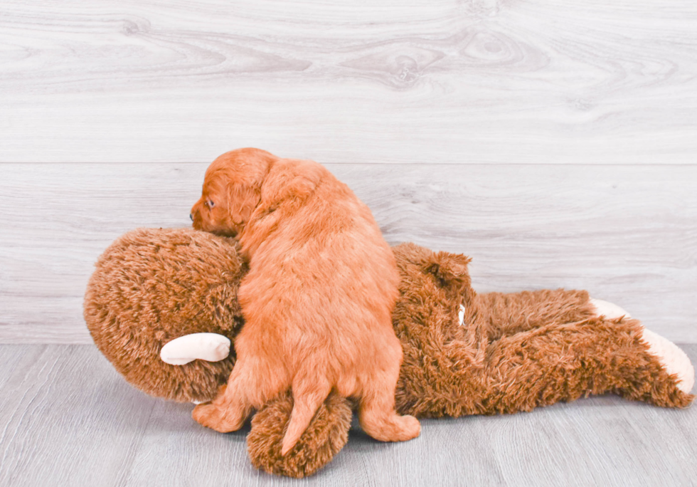 Smart Mini Goldendoodle Poodle Mix Pup