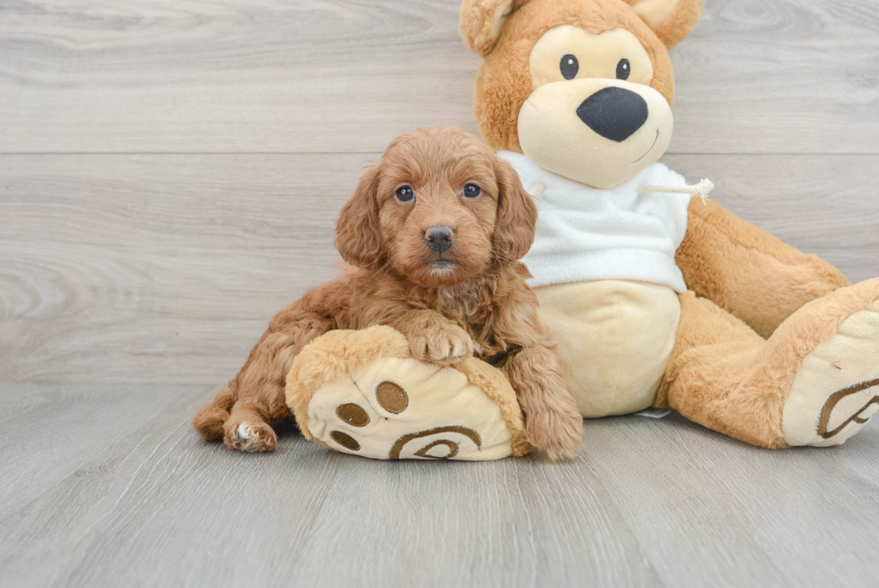 Funny Mini Goldendoodle Poodle Mix Pup