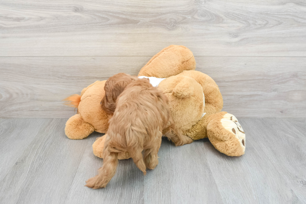Mini Goldendoodle Pup Being Cute