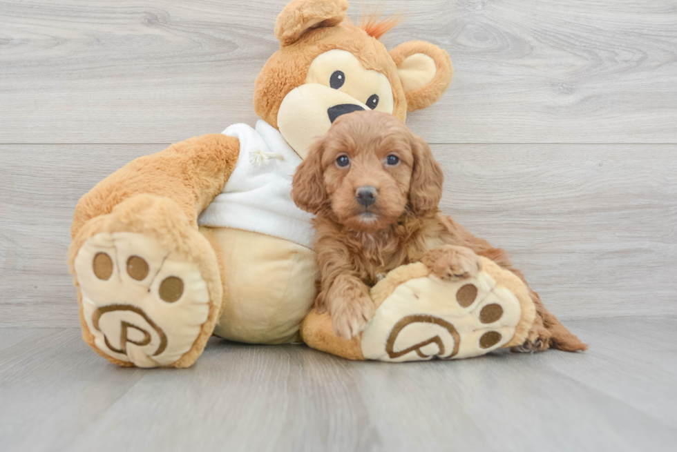 Sweet Mini Goldendoodle Baby