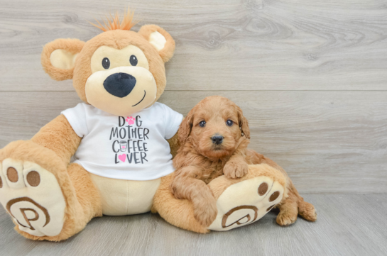 Mini Goldendoodle Puppy for Adoption