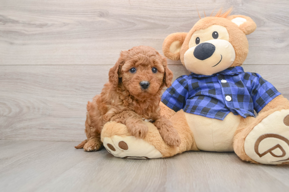 Energetic Golden Doodle Poodle Mix Puppy