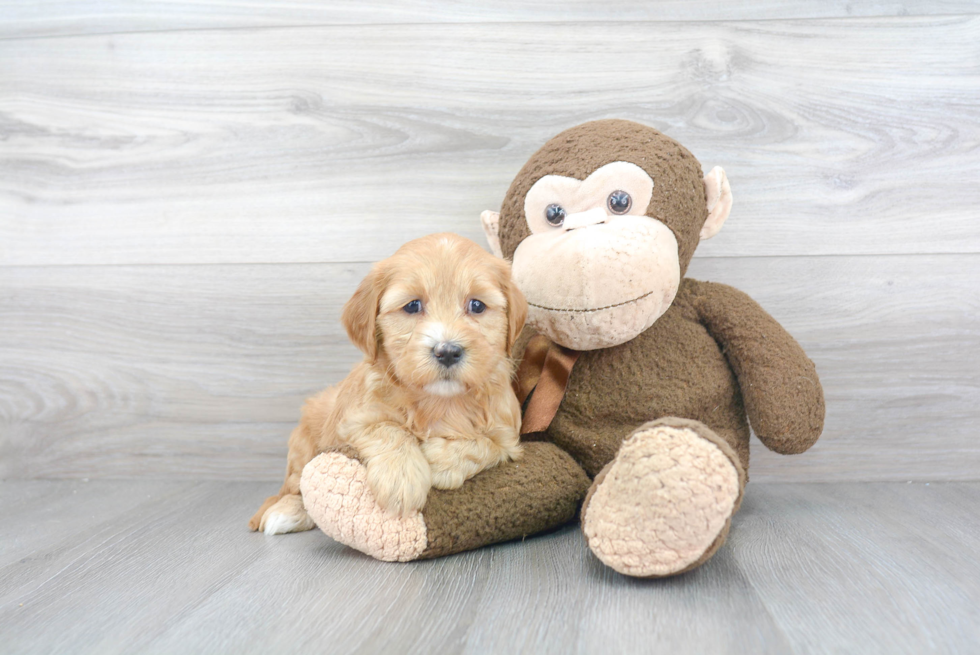 Mini Goldendoodle Pup Being Cute