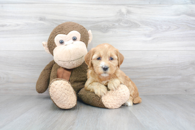 Fluffy Mini Goldendoodle Poodle Mix Pup