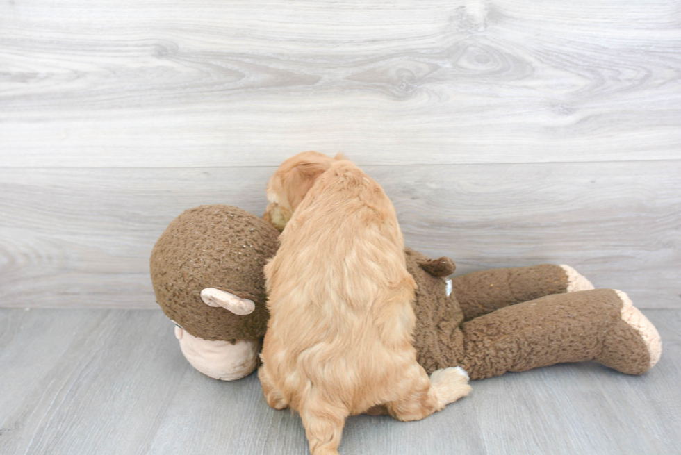 Sweet Mini Goldendoodle Baby