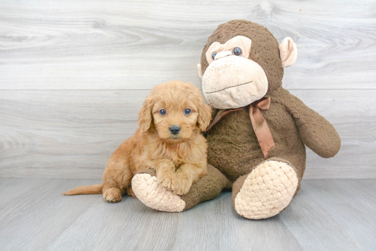 Mini Goldendoodle Puppy for Adoption