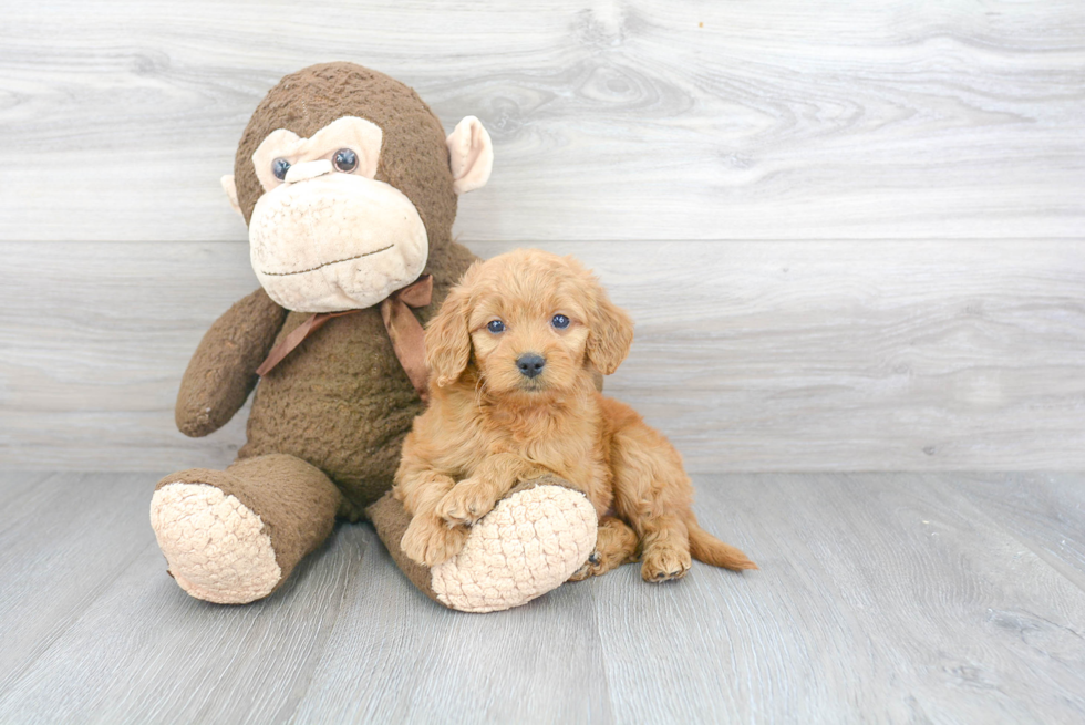 Energetic Golden Retriever Poodle Mix Puppy