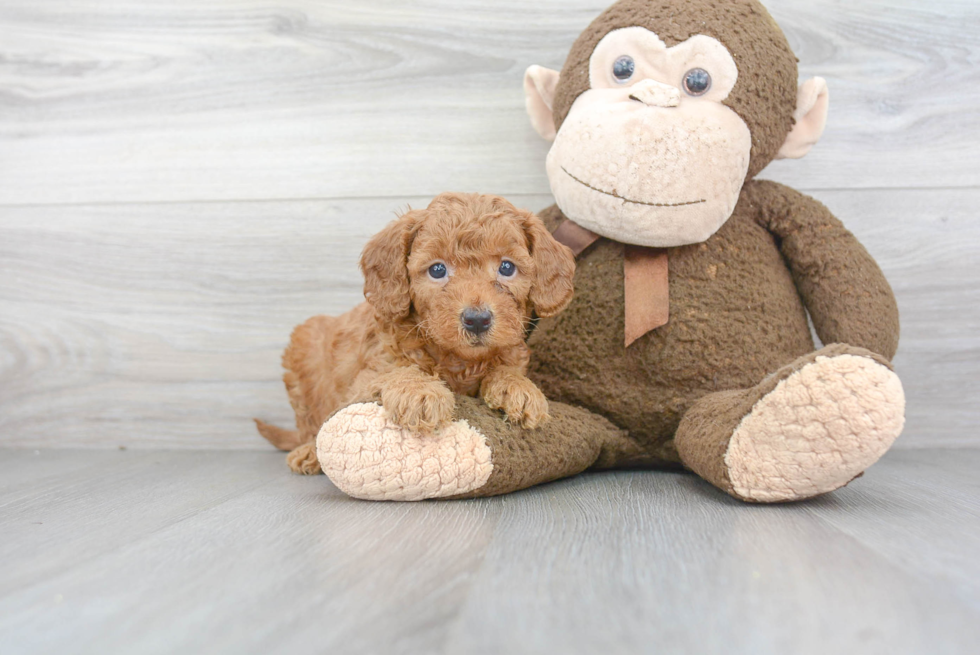 Best Mini Goldendoodle Baby