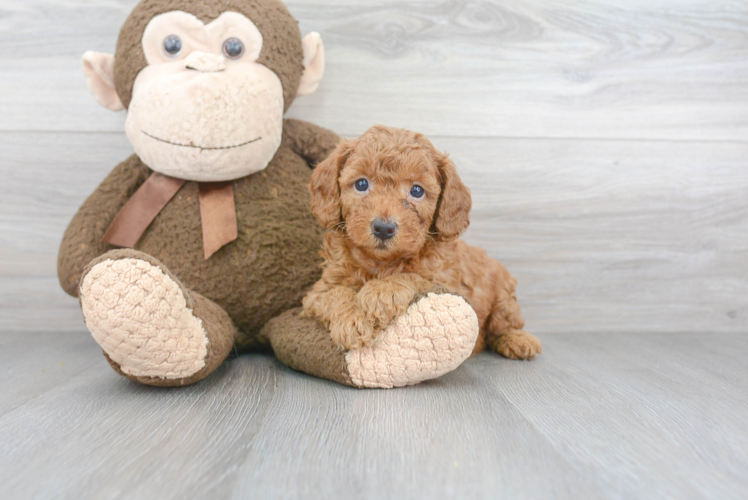 Mini Goldendoodle Pup Being Cute