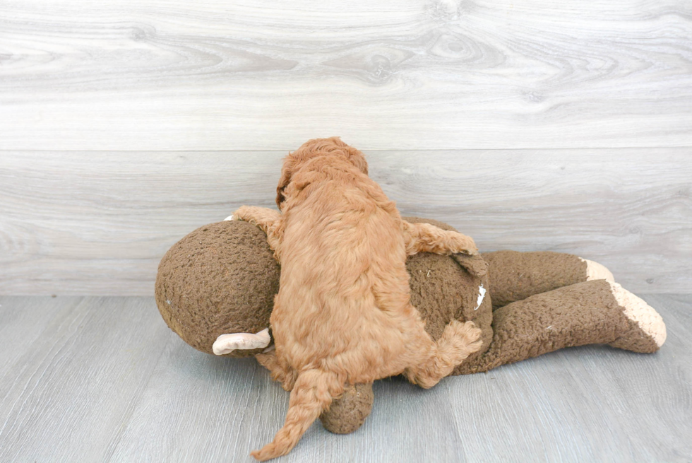 Fluffy Mini Goldendoodle Poodle Mix Pup