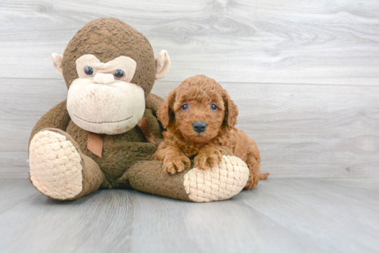 Best Mini Goldendoodle Baby