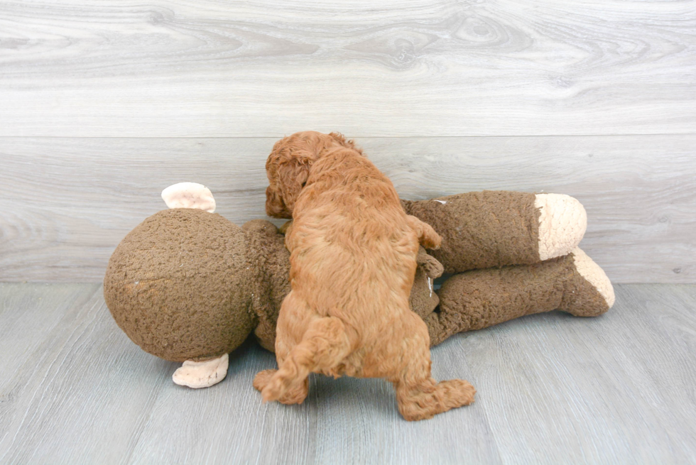 Energetic Golden Retriever Poodle Mix Puppy